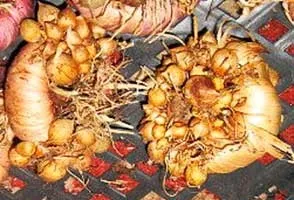 Розмноження гладіолусів 1