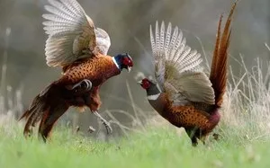 Розведення фазанів в домашніх умовах як бізнес; зміст фазанів взимку і влітку (фазанів) Розведення фазанів в домашніх умовах як бізнес; зміст фазанів взимку і влітку