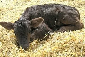 Розведення і утримання корів і биків в домашніх умовах (корів) Розведення і утримання корів і биків в домашніх умовах