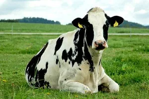 Розведення і утримання корів і биків в домашніх умовах (корів) Розведення і утримання корів і биків в домашніх умовах