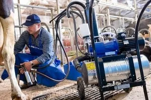 Розведення і утримання корів і биків в домашніх умовах (розведення) Розведення і утримання корів і биків в домашніх умовах
