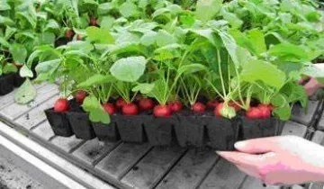 Редис на підвіконні взимку - дивовижна користь для організму (підвіконні) Редис на підвіконні взимку - дивовижна користь для організму