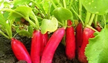 Редис на підвіконні взимку - дивовижна користь для організму (підвіконні) Редис на підвіконні взимку - дивовижна користь для організму