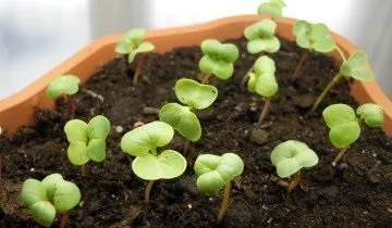 Редис на підвіконні взимку - дивовижна користь для організму (організму) Редис на підвіконні взимку - дивовижна користь для організму