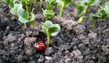 Редис на підвіконні взимку - дивовижна користь для організму (редис) Редис на підвіконні взимку - дивовижна користь для організму