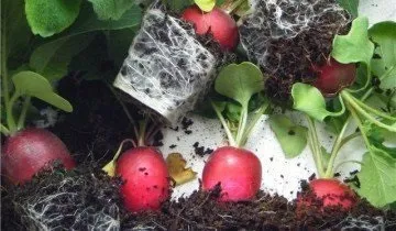 Редис на підвіконні взимку - дивовижна користь для організму (редис) Редис на підвіконні взимку - дивовижна користь для організму