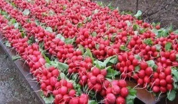 Редис на підвіконні взимку - дивовижна користь для організму (підвіконні) Редис на підвіконні взимку - дивовижна користь для організму