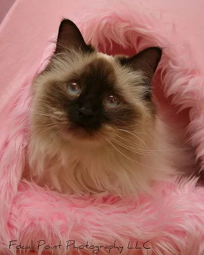 Регдолл (ragdoll) - кішка тряпічная лялька (тряпічная лялька) Регдолл (ragdoll) - кішка тряпічная лялька