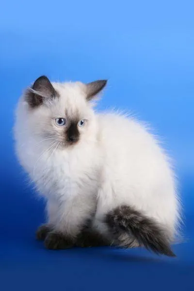 Регдолл (ragdoll) - кішка тряпічная лялька (лялька) Регдолл (ragdoll) - кішка тряпічная лялька