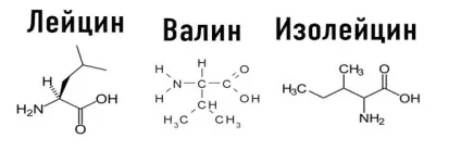 Різновиди і застосування амінокислот в бодібілдингу (амінокислот) Різновиди і застосування амінокислот в бодібілдингу