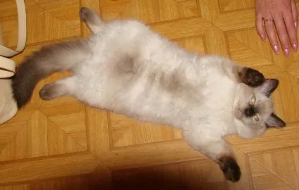 Регдолл (ragdoll) - кішка тряпічная лялька (ганчіркова) Регдолл (ragdoll) - кішка тряпічная лялька