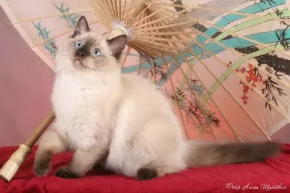 Регдолл (ragdoll) - кішка тряпічная лялька (ragdoll) Регдолл (ragdoll) - кішка тряпічная лялька