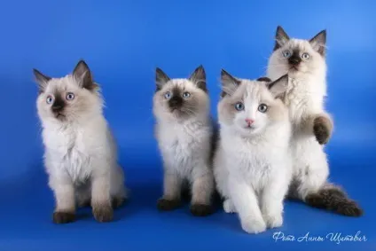 Регдолл (ragdoll) - кішка тряпічная лялька (кішка) Регдолл (ragdoll) - кішка тряпічная лялька