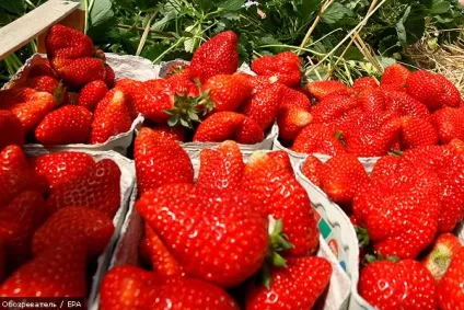 Реалізуємо ідею високомаржинальним бізнесу з вирощування полуниці (ідею) Реалізуємо ідею високомаржинальним бізнесу з вирощування полуниці