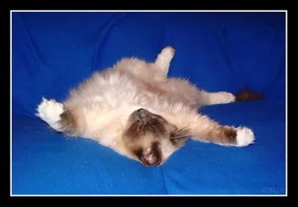 Регдолл (ragdoll) - кішка тряпічная лялька (ганчіркова) Регдолл (ragdoll) - кішка тряпічная лялька