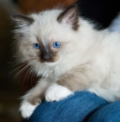Регдолл (ragdoll) - кішка тряпічная лялька (ганчіркова) Регдолл (ragdoll) - кішка тряпічная лялька