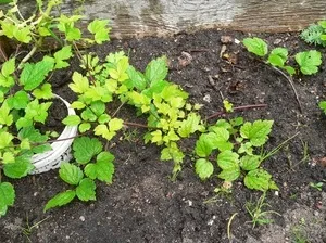 Жимолость в культурі, блакитна і капріфоль, посадка і догляд (блакитна) Жимолость в культурі, блакитна і капріфоль, посадка і догляд