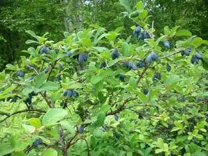 Жимолость в культурі, блакитна і капріфоль, посадка і догляд (догляд) Жимолость в культурі, блакитна і капріфоль, посадка і догляд