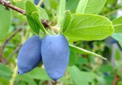 Жимолость блакитна краса і користь на довгі роки (блакитна) Жимолость блакитна краса і користь на довгі роки