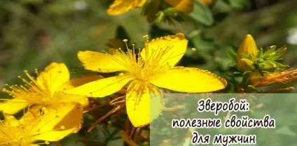 Звіробій корисні властивості для чоловіків і вплив на потенцію (властивості) Звіробій корисні властивості для чоловіків і вплив на потенцію