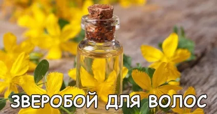 Звіробій для волосся - користь і застосування 1 (користь) Звіробій для волосся - користь і застосування 1