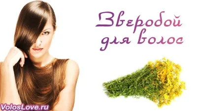 Звіробій для волосся 8 домашніх рецептів та відгуки (відгуки) Звіробій для волосся 8 домашніх рецептів та відгуки