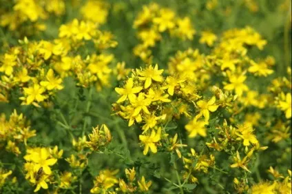 Звіробій (hypericum perforatum)