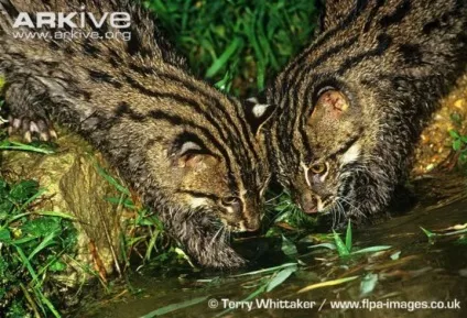 26 Чудових кішок, зникаючих з дикої природи (природне місце існування) 26 Чудових кішок, зникаючих з дикої природи