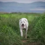 Аргентинський дог опис характеру, догляд та утримання, хвороби, фото