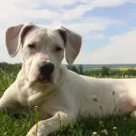Аргентинський дог опис характеру, догляд та утримання, хвороби, фото