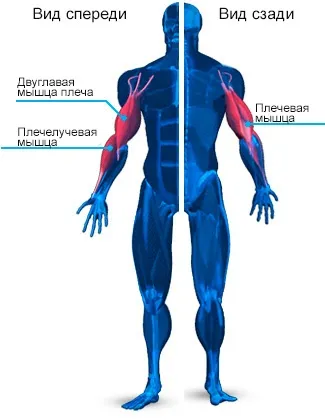 Анатомія м'язів рук і правильне тренування рук для максимального результату (анатомія) Анатомія м'язів рук і правильне тренування рук для максимального результату