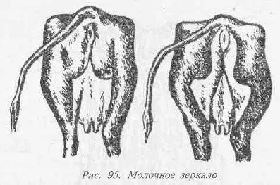 Анатомія і фізіологія молочної залози тварин - все про ветеринарію (корів) Анатомія і фізіологія молочної залози тварин - все про ветеринарію