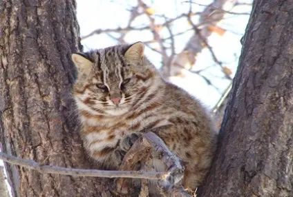 Амурський леопардовий кіт, блог про життя кішок catstoday (амурський леопардовий кіт) Амурський леопардовий кіт, блог про життя кішок catstoday