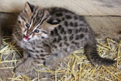 Амурський леопардовий кіт, блог про життя кішок catstoday (амурський леопардовий кіт) Амурський леопардовий кіт, блог про життя кішок catstoday