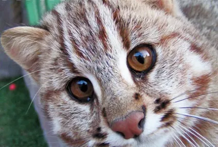 Амурський леопардовий кіт, блог про життя кішок catstoday (життя) Амурський леопардовий кіт, блог про життя кішок catstoday