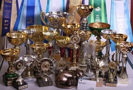 Abfc superfold - club, продаються кошенята шотландські висловухі і британські короткошерсті (вартість висловухих) Abfc superfold - club, продаються кошенята шотландські висловухі і британські короткошерсті