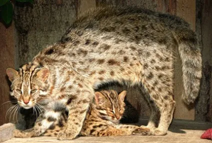Амурський леопардовий кіт, блог про життя кішок catstoday (амурський леопардовий кіт) Амурський леопардовий кіт, блог про життя кішок catstoday
