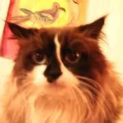 А ви вважаєте, що забарвлення котика впливає на його характер (характер) А ви вважаєте, що забарвлення котика впливає на його характер