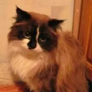 А ви вважаєте, що забарвлення котика впливає на його характер (характер) А ви вважаєте, що забарвлення котика впливає на його характер