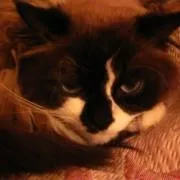 А ви вважаєте, що забарвлення котика впливає на його характер (забарвлення) А ви вважаєте, що забарвлення котика впливає на його характер