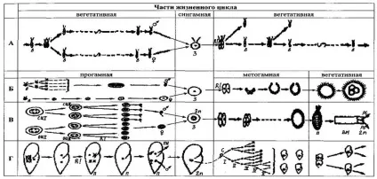 Безстатеве розмноження найпростіших