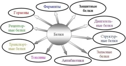 Біологічна роль білків