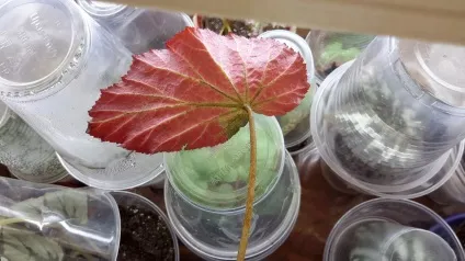 Хвороби і шкідники бегоній, begonia collection (колекція бегоній) - part 5514566 (бегоній) Хвороби і шкідники бегоній, begonia collection (колекція бегоній) - part 5514566