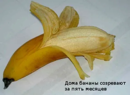 Банан як виростити в середній смузі опис і фото на