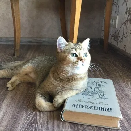 Чи бувають висловухі британці (foldlandia vikki котилюби) Чи бувають висловухі британці