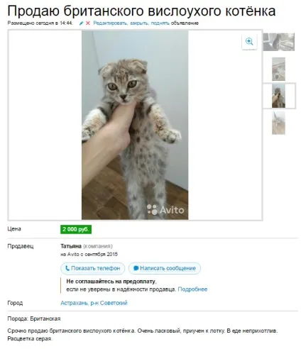 Чи бувають висловухі британці (британські висловухі кошенята) Чи бувають висловухі британці