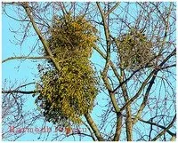 Хвороба Рейно, симптоми, фото (Рейно) Хвороба Рейно, симптоми, фото