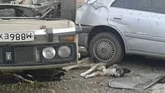 Бродячі собаки причина аварій і дтп зі смертельним результатом (бродячі) Бродячі собаки причина аварій і дтп зі смертельним результатом