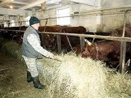 Чим годувати корову після отелення в домашніх умовах (умовах) Чим годувати корову після отелення в домашніх умовах