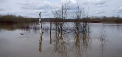 Чим відрізняються горобець будинковий і горобець польовий михайло соколів (польовий) Чим відрізняються горобець будинковий і горобець польовий михайло соколів